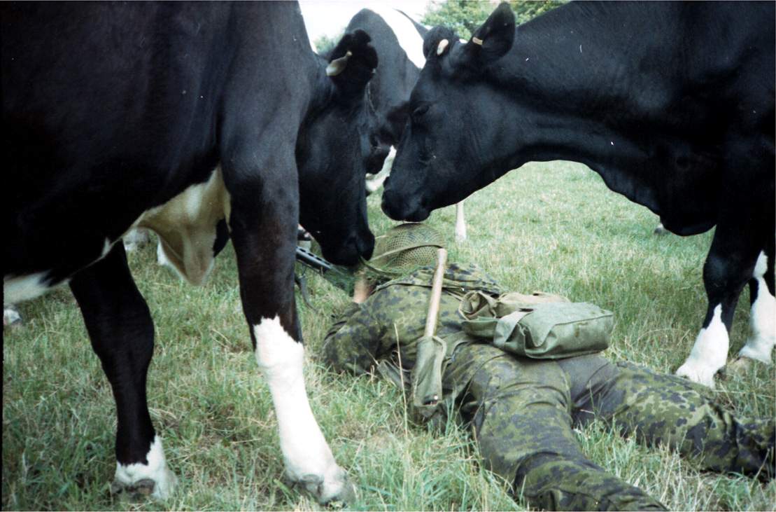 A Soldier’s Encounter with Unexpected Grazers